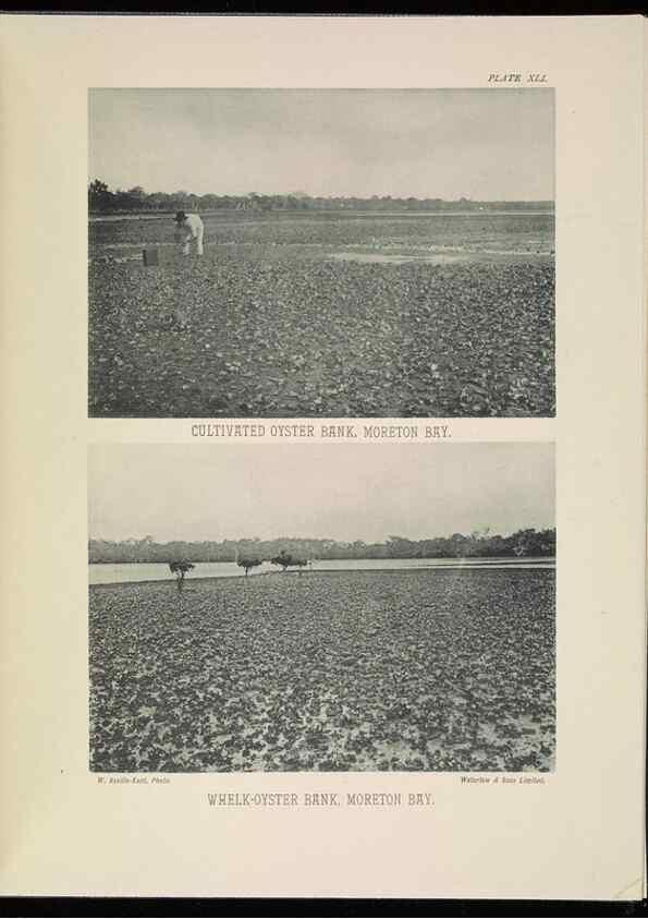 Reproducción/Reproduction 7044667975: The Great Barrier Reef of Australia;. London :W.H. Allen,[1893]