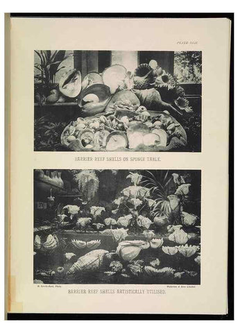 Reproducción/Reproduction 7044668259: The Great Barrier Reef of Australia;. London :W.H. Allen,[1893]