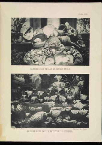 Reproducción/Reproduction 7044668259: The Great Barrier Reef of Australia;. London :W.H. Allen,[1893]