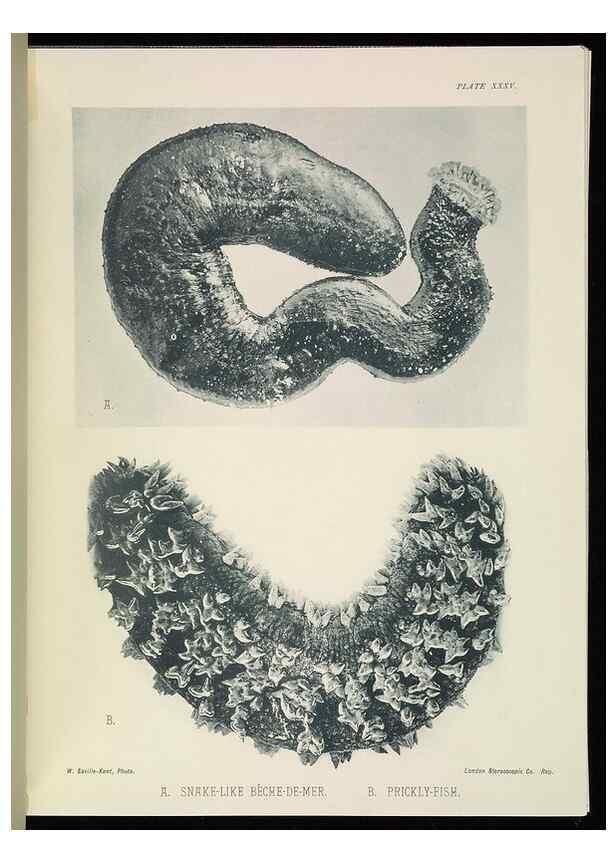 Reproducción/Reproduction 6898570454: The Great Barrier Reef of Australia;. London :W.H. Allen,[1893]