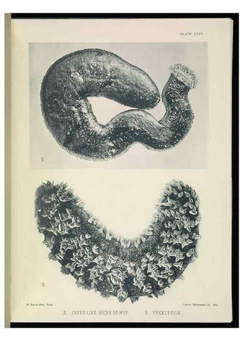 Reproducción/Reproduction 6898570454: The Great Barrier Reef of Australia;. London :W.H. Allen,[1893]