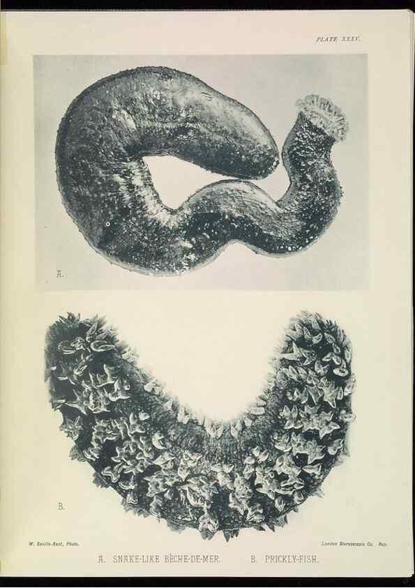Reproducción/Reproduction 6898570454: The Great Barrier Reef of Australia;. London :W.H. Allen,[1893]