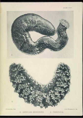 Reproducción/Reproduction 6898570454: The Great Barrier Reef of Australia;. London :W.H. Allen,[1893]