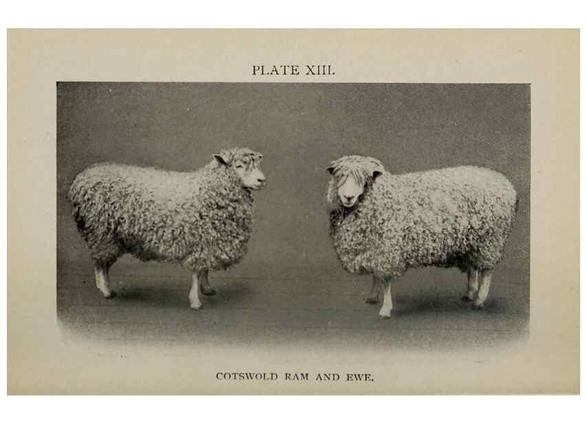 Reproducción/Reproduction 6938127729: Biggle sheep book,. Philadelphia,Wilmer Atkinson co.,1912.