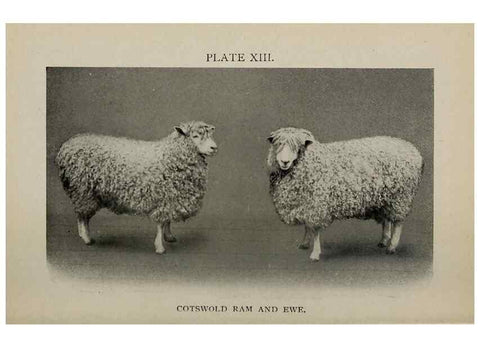 Reproducción/Reproduction 6938127729: Biggle sheep book,. Philadelphia,Wilmer Atkinson co.,1912.