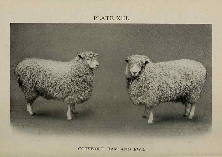 Reproducción/Reproduction 6938127729: Biggle sheep book,. Philadelphia,Wilmer Atkinson co.,1912.