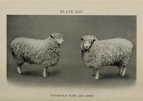 Reproducción/Reproduction 6938127729: Biggle sheep book,. Philadelphia,Wilmer Atkinson co.,1912.