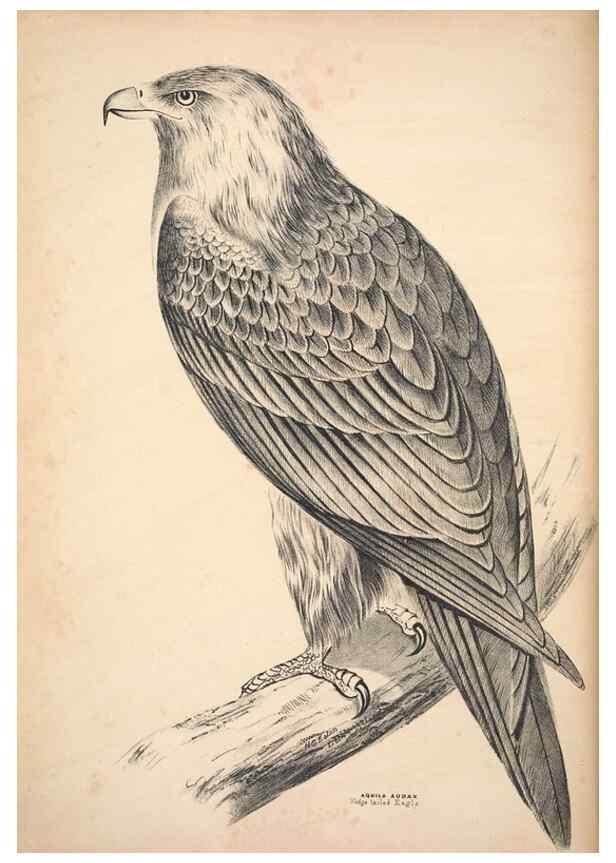 Reproducción/Reproduction 6797508772: Companion to Gould's Handbook; or, Synopsis of the birds of Australia.. Brisbane,Thorne & Greenwell,1877.