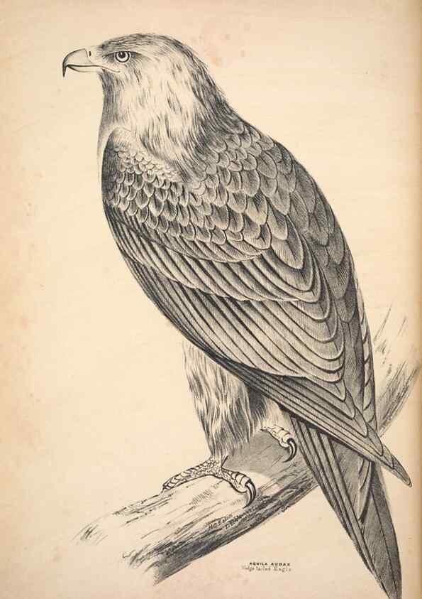 Reproducción/Reproduction 6797508772: Companion to Gould's Handbook; or, Synopsis of the birds of Australia.. Brisbane,Thorne & Greenwell,1877.