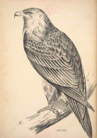 Reproducción/Reproduction 6797508772: Companion to Gould's Handbook; or, Synopsis of the birds of Australia.. Brisbane,Thorne & Greenwell,1877.