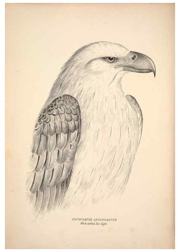 Reproducción/Reproduction 6943625449: Companion to Gould's Handbook; or, Synopsis of the birds of Australia.. Brisbane,Thorne & Greenwell,1877.