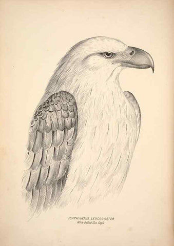 Reproducción/Reproduction 6943625449: Companion to Gould's Handbook; or, Synopsis of the birds of Australia.. Brisbane,Thorne & Greenwell,1877.