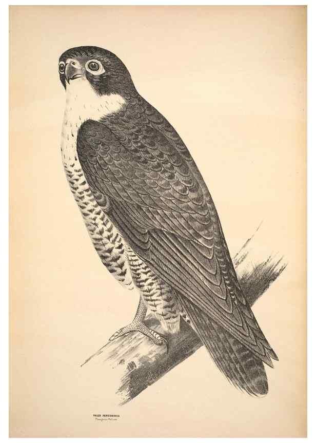 Reproducción/Reproduction 6943626105: Companion to Gould's Handbook; or, Synopsis of the birds of Australia.. Brisbane,Thorne & Greenwell,1877.