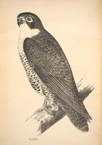 Reproducción/Reproduction 6943626105: Companion to Gould's Handbook; or, Synopsis of the birds of Australia.. Brisbane,Thorne & Greenwell,1877.