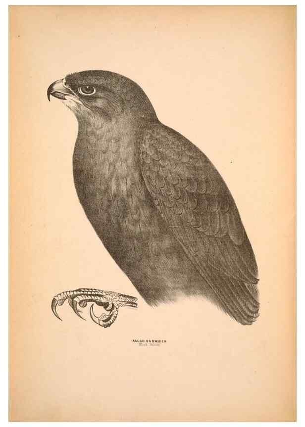 Reproducción/Reproduction 6797510500: Companion to Gould's Handbook; or, Synopsis of the birds of Australia.. Brisbane,Thorne & Greenwell,1877.