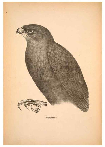 Reproducción/Reproduction 6797510500: Companion to Gould's Handbook; or, Synopsis of the birds of Australia.. Brisbane,Thorne & Greenwell,1877.