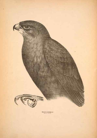 Reproducción/Reproduction 6797510500: Companion to Gould's Handbook; or, Synopsis of the birds of Australia.. Brisbane,Thorne & Greenwell,1877.