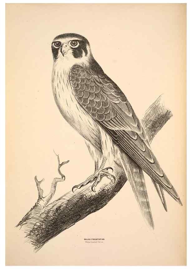 Reproducción/Reproduction 6943627175: Companion to Gould's Handbook; or, Synopsis of the birds of Australia.. Brisbane,Thorne & Greenwell,1877.