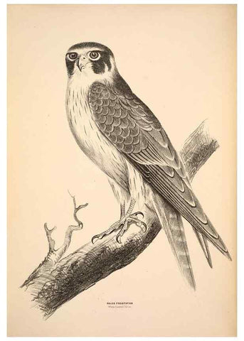Reproducción/Reproduction 6943627175: Companion to Gould's Handbook; or, Synopsis of the birds of Australia.. Brisbane,Thorne & Greenwell,1877.