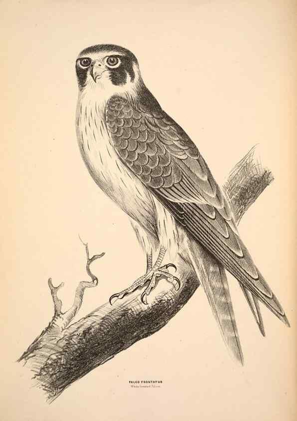 Reproducción/Reproduction 6943627175: Companion to Gould's Handbook; or, Synopsis of the birds of Australia.. Brisbane,Thorne & Greenwell,1877.