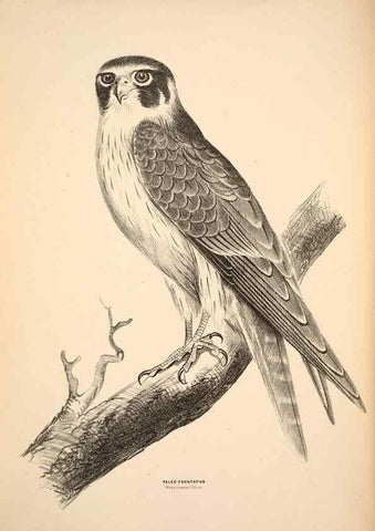 Reproducción/Reproduction 6943627175: Companion to Gould's Handbook; or, Synopsis of the birds of Australia.. Brisbane,Thorne & Greenwell,1877.
