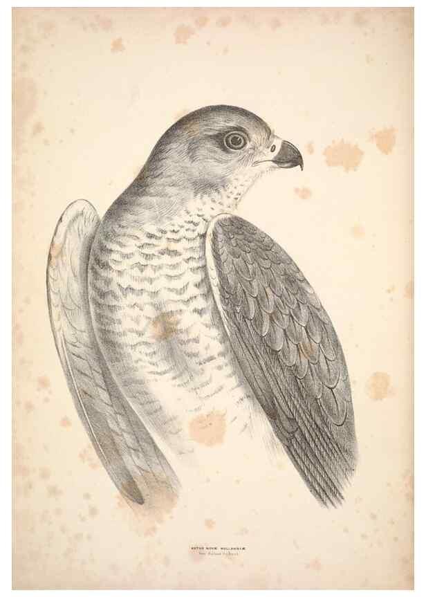 Reproducción/Reproduction 6797511618: Companion to Gould's Handbook; or, Synopsis of the birds of Australia.. Brisbane,Thorne & Greenwell,1877.