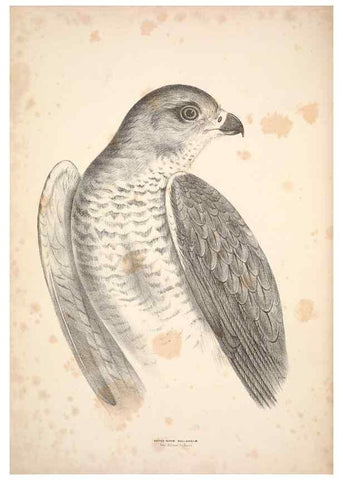 Reproducción/Reproduction 6797511618: Companion to Gould's Handbook; or, Synopsis of the birds of Australia.. Brisbane,Thorne & Greenwell,1877.