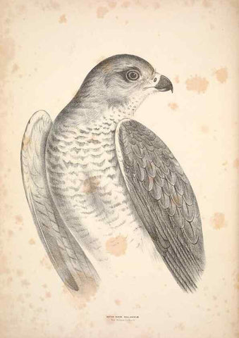 Reproducción/Reproduction 6797511618: Companion to Gould's Handbook; or, Synopsis of the birds of Australia.. Brisbane,Thorne & Greenwell,1877.