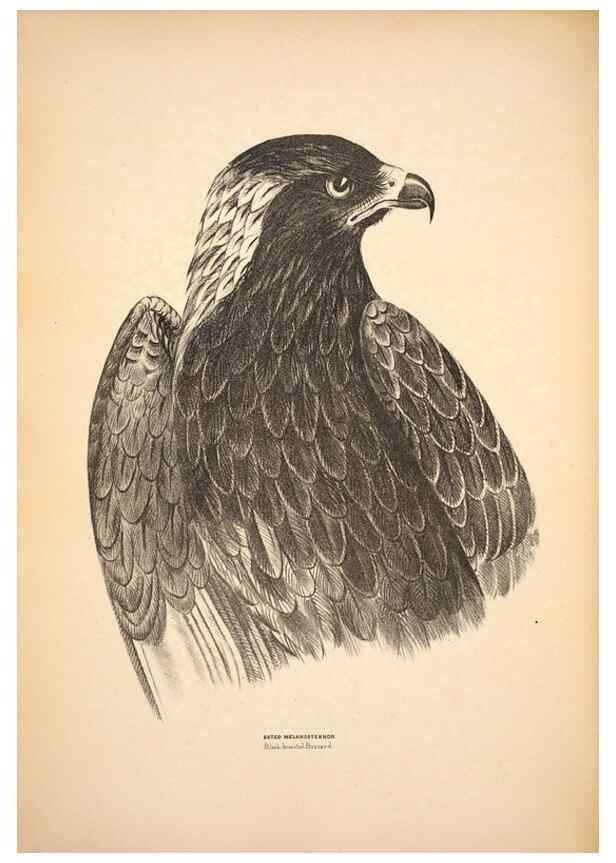 Reproducción/Reproduction 6797512416: Companion to Gould's Handbook; or, Synopsis of the birds of Australia.. Brisbane,Thorne & Greenwell,1877.