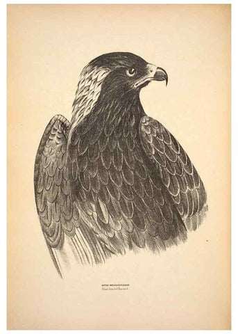 Reproducción/Reproduction 6797512416: Companion to Gould's Handbook; or, Synopsis of the birds of Australia.. Brisbane,Thorne & Greenwell,1877.