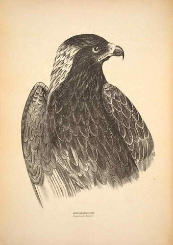 Reproducción/Reproduction 6797512416: Companion to Gould's Handbook; or, Synopsis of the birds of Australia.. Brisbane,Thorne & Greenwell,1877.