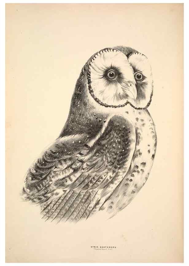 Reproducción/Reproduction 6943629095: Companion to Gould's Handbook; or, Synopsis of the birds of Australia.. Brisbane,Thorne & Greenwell,1877.