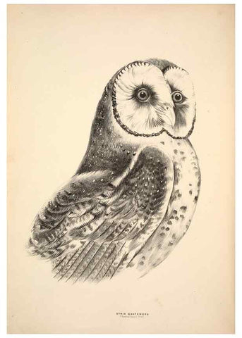 Reproducción/Reproduction 6943629095: Companion to Gould's Handbook; or, Synopsis of the birds of Australia.. Brisbane,Thorne & Greenwell,1877.
