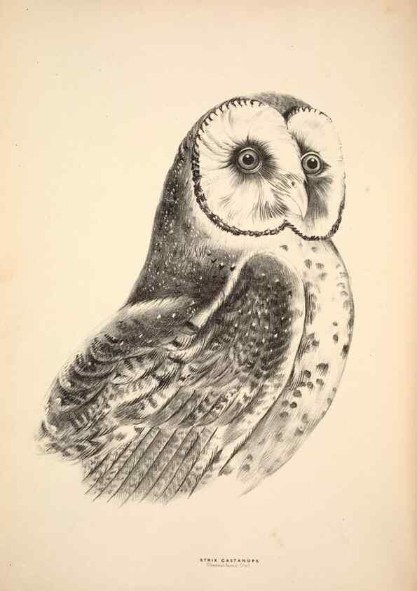 Reproducción/Reproduction 6943629095: Companion to Gould's Handbook; or, Synopsis of the birds of Australia.. Brisbane,Thorne & Greenwell,1877.