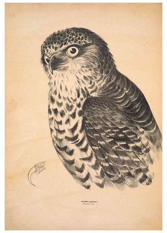 Reproducción/Reproduction 6943629871: Companion to Gould's Handbook; or, Synopsis of the birds of Australia.. Brisbane,Thorne & Greenwell,1877.