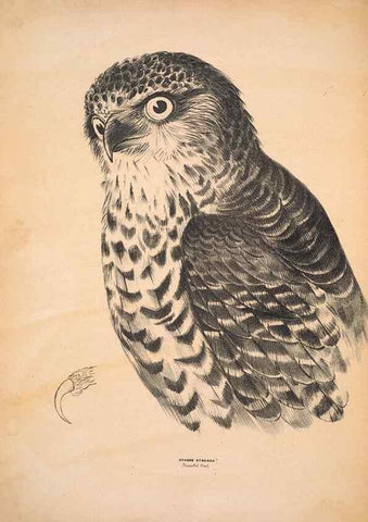 Reproducción/Reproduction 6943629871: Companion to Gould's Handbook; or, Synopsis of the birds of Australia.. Brisbane,Thorne & Greenwell,1877.