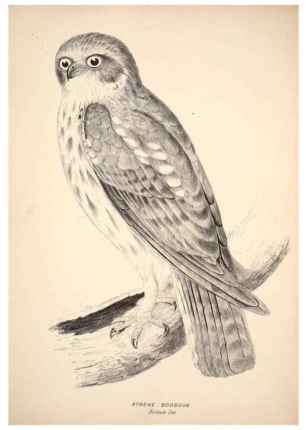 Reproducción/Reproduction 6797514248: Companion to Gould's Handbook; or, Synopsis of the birds of Australia.. Brisbane,Thorne & Greenwell,1877.