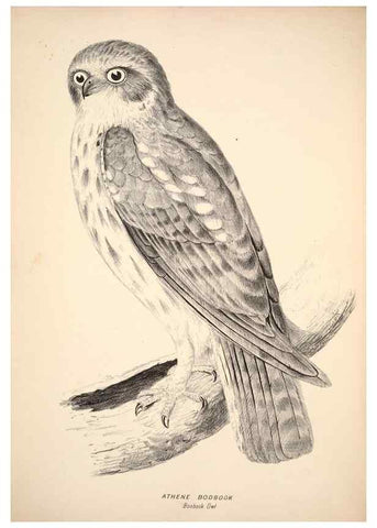 Reproducción/Reproduction 6797514248: Companion to Gould's Handbook; or, Synopsis of the birds of Australia.. Brisbane,Thorne & Greenwell,1877.