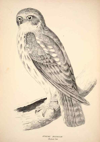 Reproducción/Reproduction 6797514248: Companion to Gould's Handbook; or, Synopsis of the birds of Australia.. Brisbane,Thorne & Greenwell,1877.