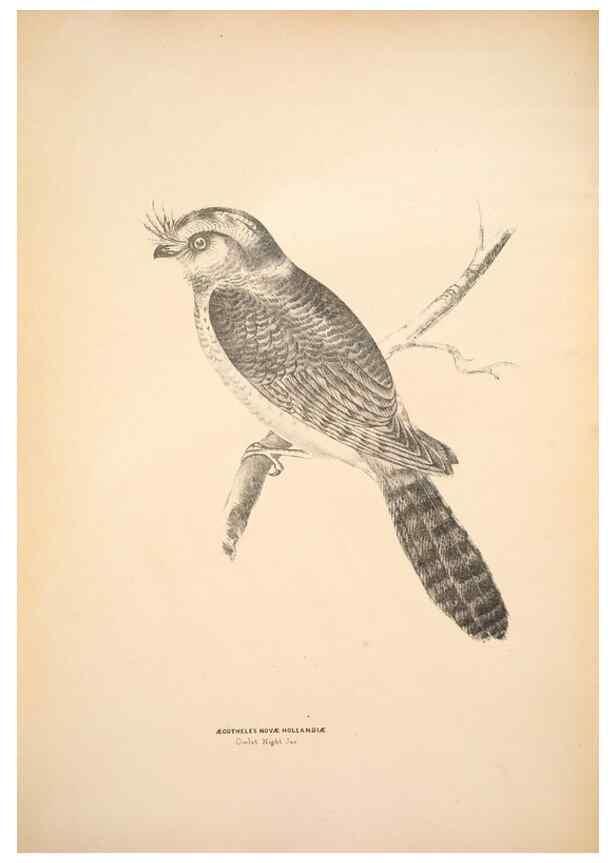 Reproducción/Reproduction 6943630867: Companion to Gould's Handbook; or, Synopsis of the birds of Australia.. Brisbane,Thorne & Greenwell,1877.