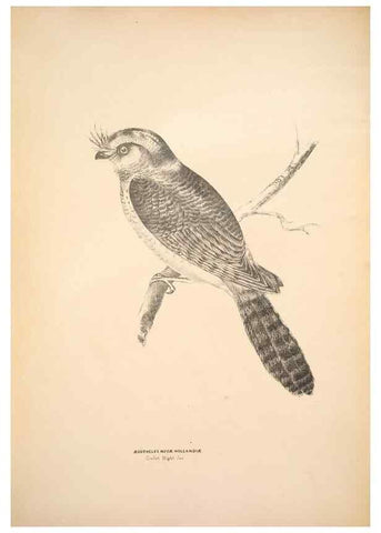 Reproducción/Reproduction 6943630867: Companion to Gould's Handbook; or, Synopsis of the birds of Australia.. Brisbane,Thorne & Greenwell,1877.