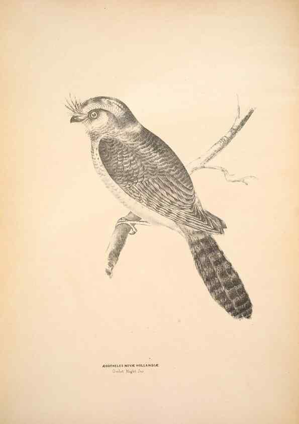 Reproducción/Reproduction 6943630867: Companion to Gould's Handbook; or, Synopsis of the birds of Australia.. Brisbane,Thorne & Greenwell,1877.