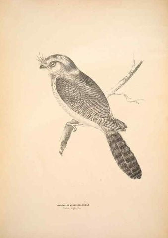 Reproducción/Reproduction 6943630867: Companion to Gould's Handbook; or, Synopsis of the birds of Australia.. Brisbane,Thorne & Greenwell,1877.