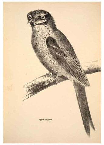 Reproducción/Reproduction 6943631453: Companion to Gould's Handbook; or, Synopsis of the birds of Australia.. Brisbane,Thorne & Greenwell,1877.