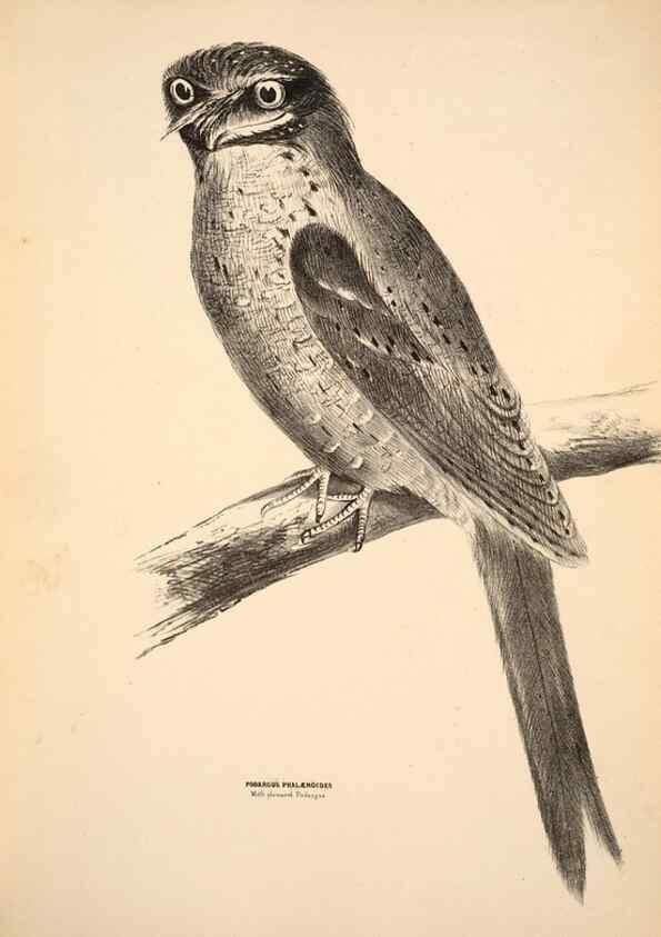 Reproducción/Reproduction 6943631453: Companion to Gould's Handbook; or, Synopsis of the birds of Australia.. Brisbane,Thorne & Greenwell,1877.