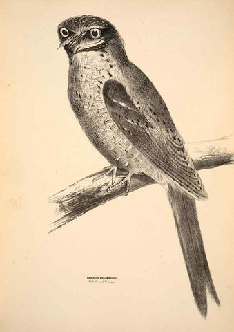 Reproducción/Reproduction 6943631453: Companion to Gould's Handbook; or, Synopsis of the birds of Australia.. Brisbane,Thorne & Greenwell,1877.