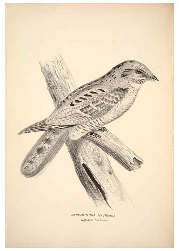 Reproducción/Reproduction 6797515860: Companion to Gould's Handbook; or, Synopsis of the birds of Australia.. Brisbane,Thorne & Greenwell,1877.
