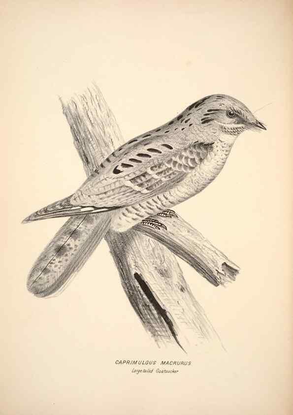 Reproducción/Reproduction 6797515860: Companion to Gould's Handbook; or, Synopsis of the birds of Australia.. Brisbane,Thorne & Greenwell,1877.