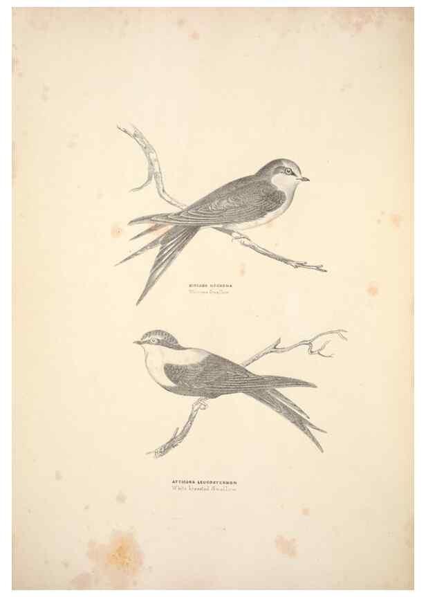 Reproducción/Reproduction 6943632549: Companion to Gould's Handbook; or, Synopsis of the birds of Australia.. Brisbane,Thorne & Greenwell,1877.