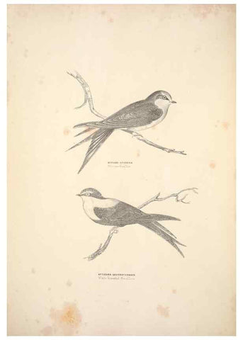 Reproducción/Reproduction 6943632549: Companion to Gould's Handbook; or, Synopsis of the birds of Australia.. Brisbane,Thorne & Greenwell,1877.